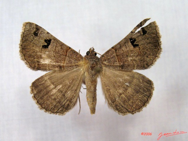 /filer/webapps/moths/media/images/M/mutuaria_Mocis_A_Alberta_01.JPG