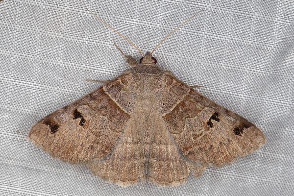 /filer/webapps/moths/media/images/M/mutuaria_Mocis_A_Heyns_01.JPG