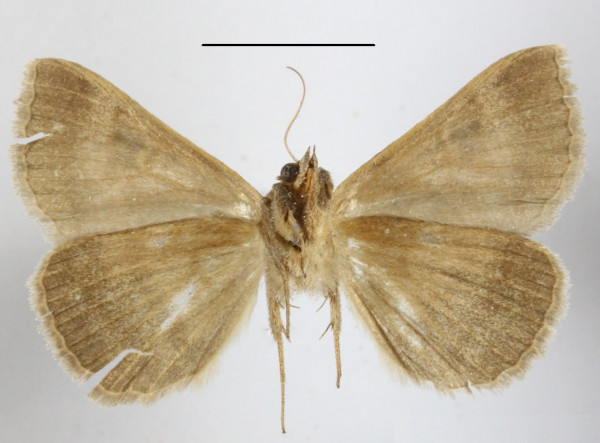 /filer/webapps/moths/media/images/M/mutuaria_Mocis_A_MGCLb_01.JPG