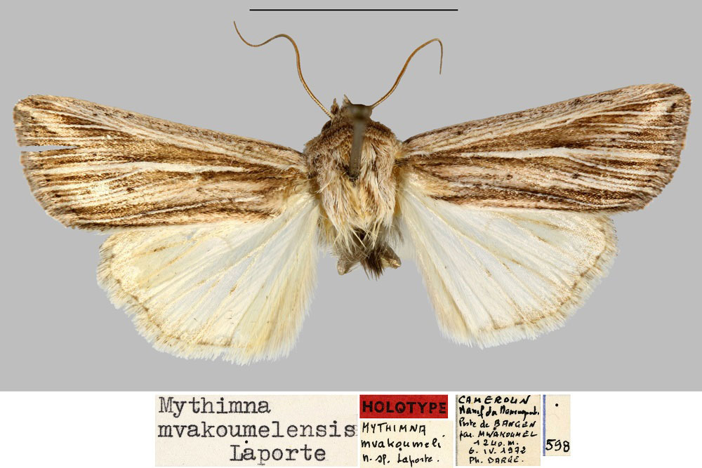 /filer/webapps/moths/media/images/M/mvakoumelensis_Mythimna_HT_MNHN.jpg