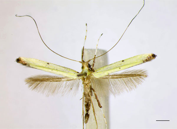 /filer/webapps/moths/media/images/M/mwamba_Caloptilia_PT_MHNG.jpg
