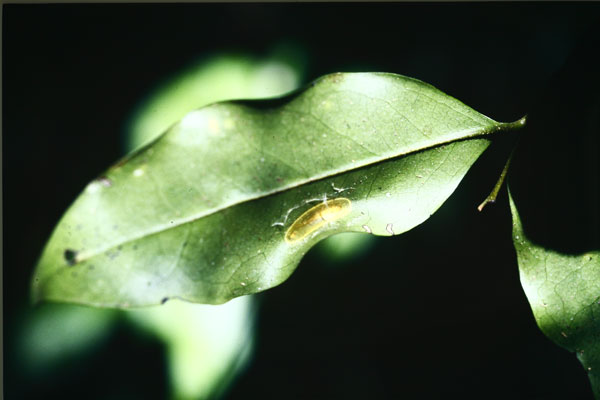 /filer/webapps/moths/media/images/M/mwamba_Caloptilia_transparent Cocoon.jpg