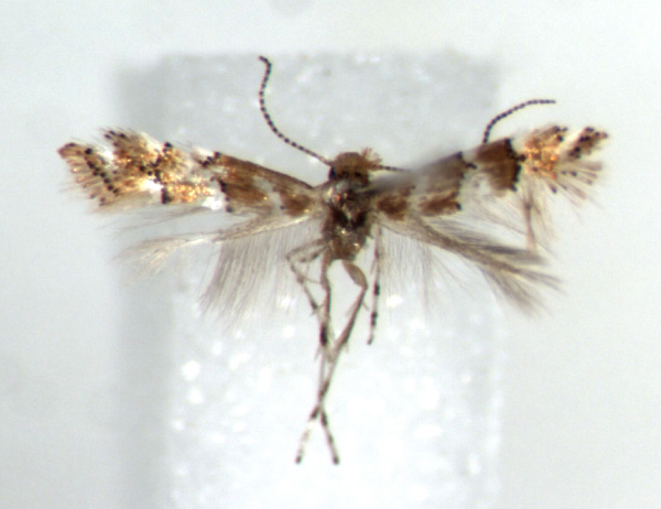 /filer/webapps/moths/media/images/M/mwatawalai_Phyllonorycter_HT_RMCA.jpg