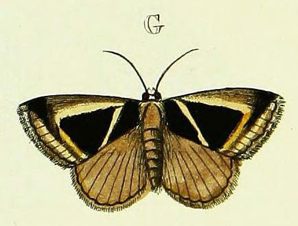 /filer/webapps/moths/media/images/M/mygdon_Chalciope_Cramer2_156_G.jpg