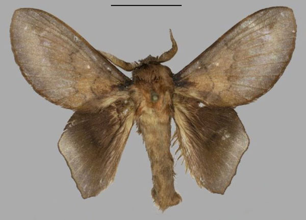/filer/webapps/moths/media/images/M/myoctona_Sonitha_AM_Mueller_01.jpg