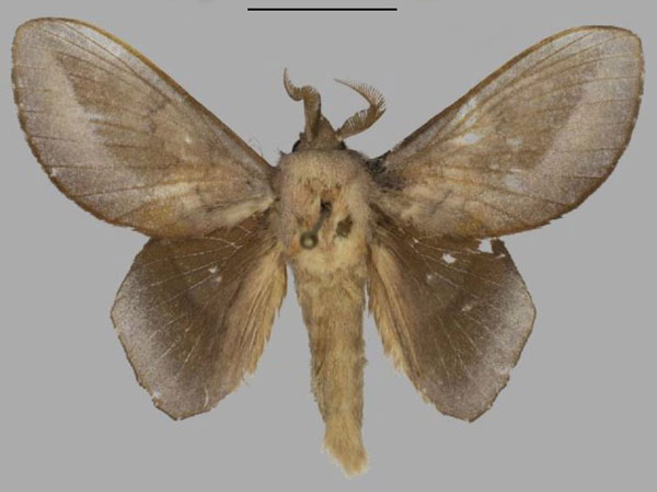 /filer/webapps/moths/media/images/M/myoctona_Sonitha_AM_Mueller_02.jpg