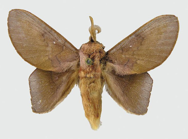 /filer/webapps/moths/media/images/M/myoctona_Sonitha_PT_RMCA.jpg