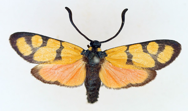 /filer/webapps/moths/media/images/M/myodes_Praezygaena_AF_TMSA.jpg