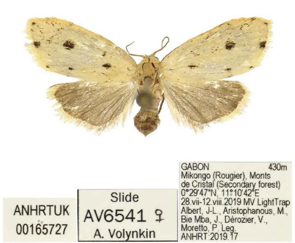 /filer/webapps/moths/media/images/M/myraina_Siccia_PTF_ANHRT.jpg
