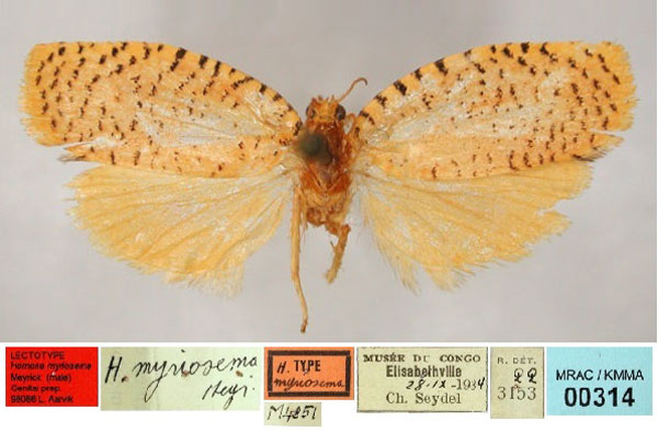 /filer/webapps/moths/media/images/M/myriosema_Lozotaenia_HT_RMCA_01.jpg
