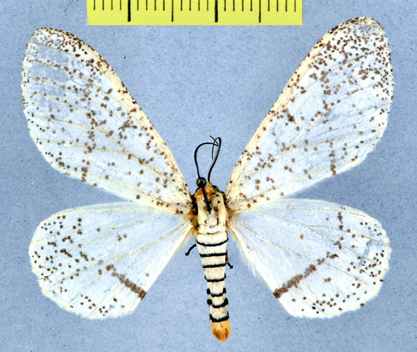 /filer/webapps/moths/media/images/M/myriostictus_Rhodophthitus_AM_MCNM.jpg