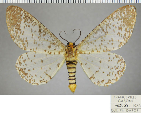 /filer/webapps/moths/media/images/M/myriostictus_Rhodophthitus_AM_ZSMa.jpg
