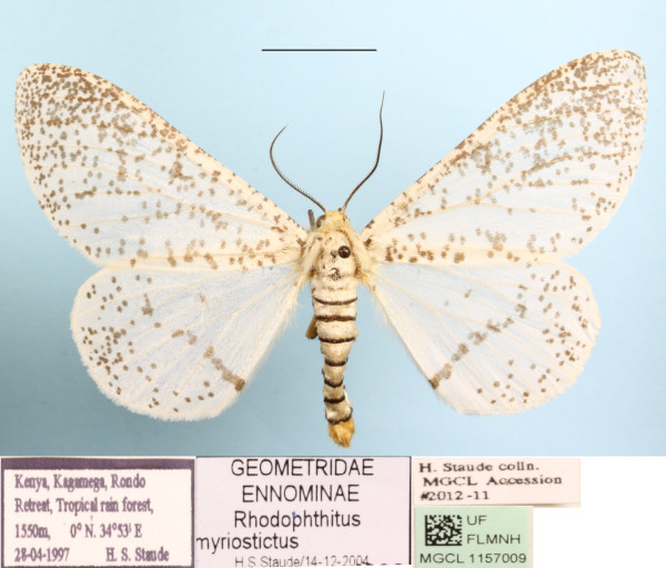 /filer/webapps/moths/media/images/M/myriostictus_Rhodophthitus_A_MGCL_01.JPG