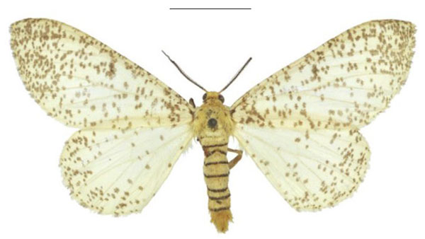 /filer/webapps/moths/media/images/M/myriostictus_Rhodophthitus_STM_NHMUK.jpg