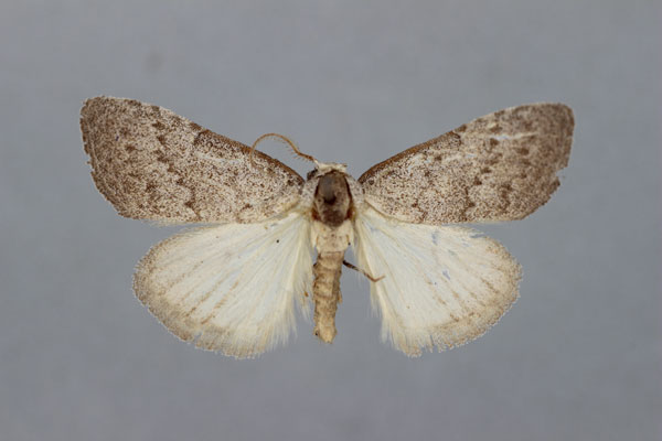 /filer/webapps/moths/media/images/M/myriostigma_Meganola_A_BMNH.jpg