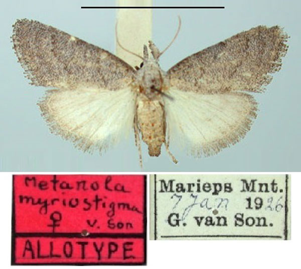 /filer/webapps/moths/media/images/M/myriostigma_Metanola_AT_TMSA.jpg