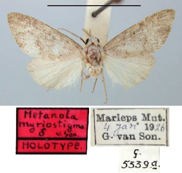 /filer/webapps/moths/media/images/M/myriostigma_Metanola_HT_TMSA.jpg