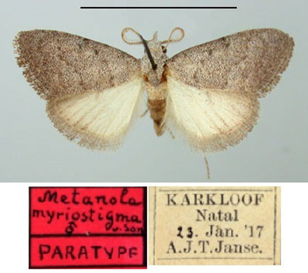 /filer/webapps/moths/media/images/M/myriostigma_Metanola_PTM2_TMSA.jpg