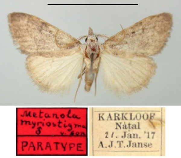 /filer/webapps/moths/media/images/M/myriostigma_Metanola_PTM_TMSA.jpg