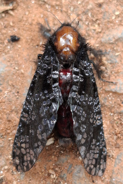 /filer/webapps/moths/media/images/M/myrmeleon_Eulophonotus_AF_Akite.jpg