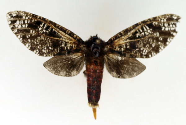 /filer/webapps/moths/media/images/M/myrmeleon_Eulophonotus_AF_TMSA.jpg