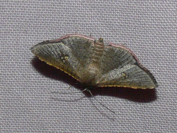 /filer/webapps/moths/media/images/M/myrsusalis_Banisia_A_Goff.jpg