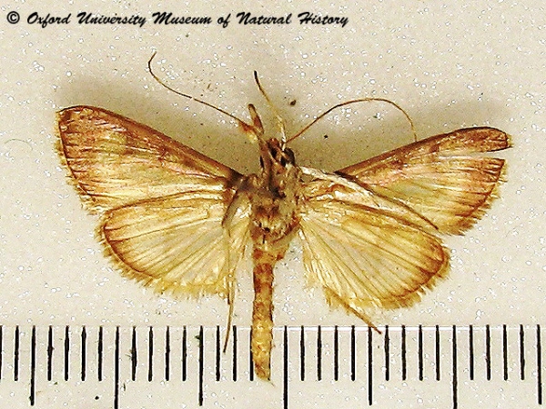 /filer/webapps/moths/media/images/M/mysisalis_Patania_A_OUMMH_01.jpg