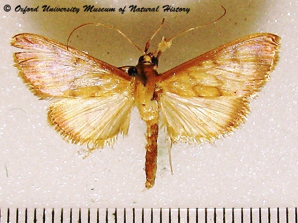 /filer/webapps/moths/media/images/M/mysisalis_Patania_A_OUMMH_02.jpg