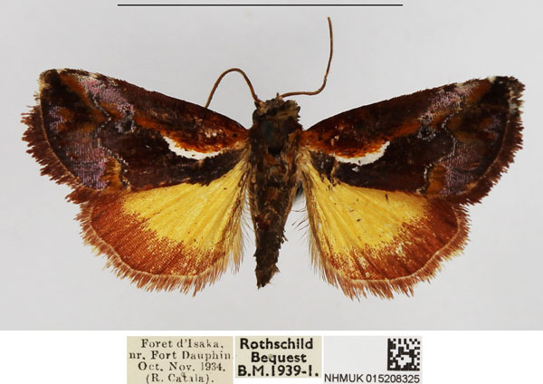 /filer/webapps/moths/media/images/M/mysteriosa_Maliattha_AF_NHMUK.jpg