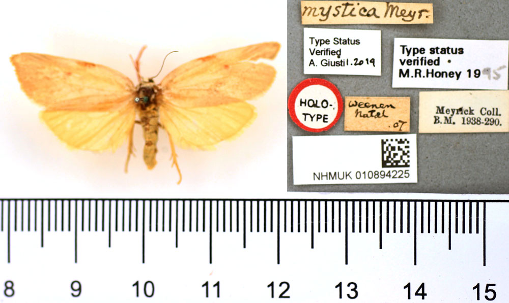 /filer/webapps/moths/media/images/M/mystica_Crothaema_HT_BMNH.jpg