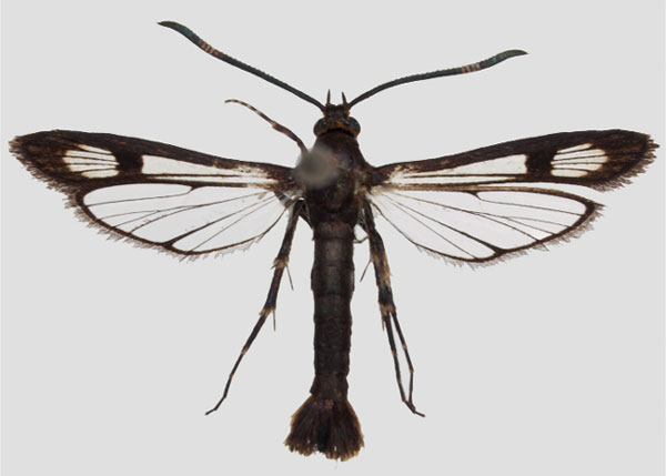 /filer/webapps/moths/media/images/M/mystica_Nesosphecia_HT_SMNS_01.jpg