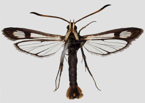 /filer/webapps/moths/media/images/M/mystica_Nesosphecia_HT_SMNS_02.jpg