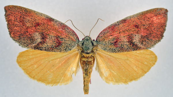 /filer/webapps/moths/media/images/M/mystica_Prodidactis_AF_NHMO_01.jpg
