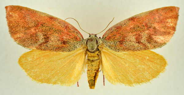 /filer/webapps/moths/media/images/M/mystica_Prodidactis_AF_NHMO_02.jpg