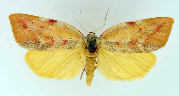 /filer/webapps/moths/media/images/M/mystica_Prodidactis_AF_TMSA.jpg