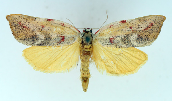 /filer/webapps/moths/media/images/M/mystica_Prodidactis_AM_TMSA.jpg