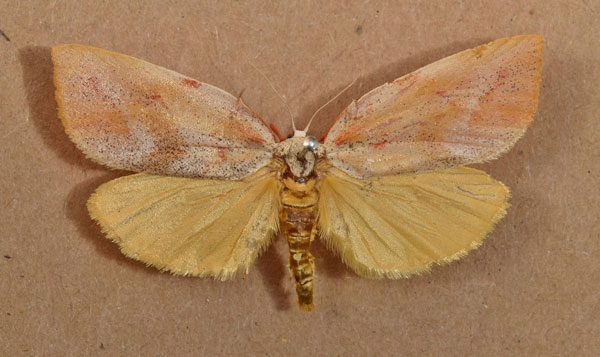 /filer/webapps/moths/media/images/M/mystica_Prodidactis_A_Butler.jpg