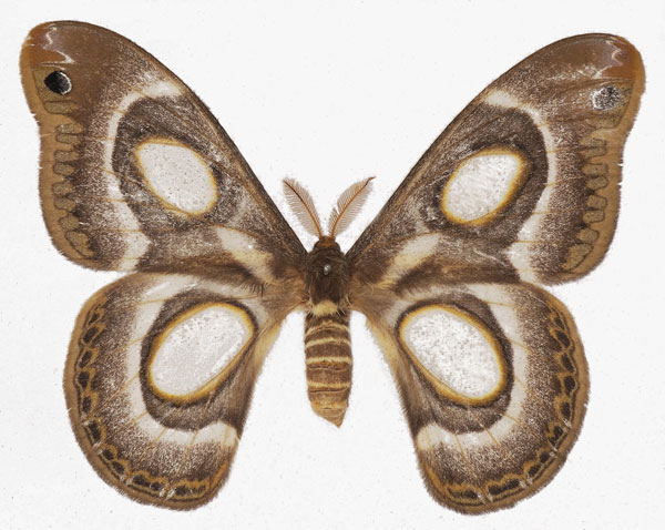 /filer/webapps/moths/media/images/M/mythimnia_Epiphora_AF_Basquin.jpg