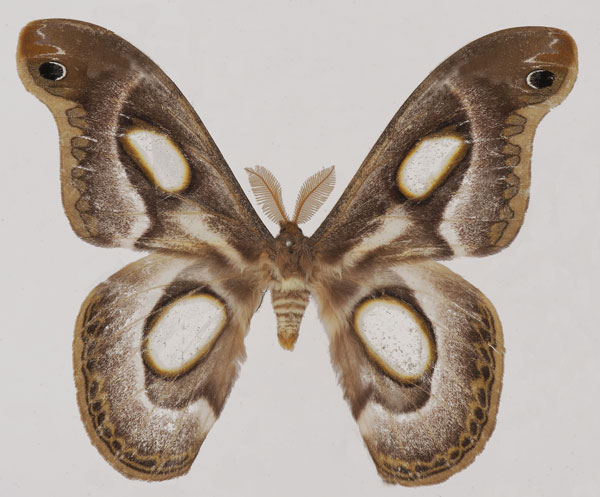 /filer/webapps/moths/media/images/M/mythimnia_Epiphora_AM_Basquin.jpg