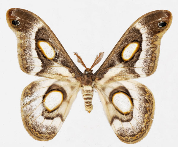 /filer/webapps/moths/media/images/M/mythimnia_Epiphora_AM_Basquin_01.jpg