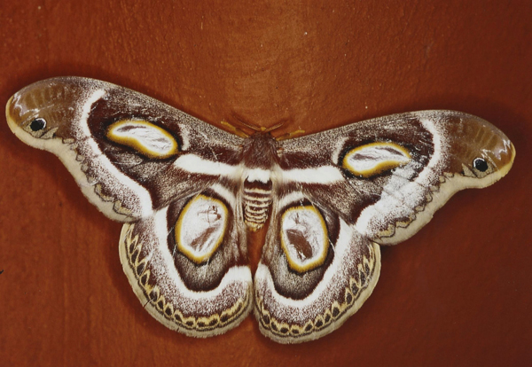 /filer/webapps/moths/media/images/M/mythimnia_Epiphora_A_Roland_13.jpg