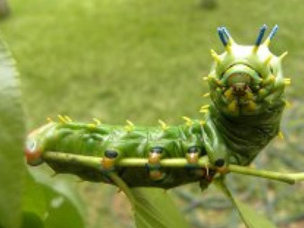 /filer/webapps/moths/media/images/M/mythimnia_Epiphora_C_Dorfling.jpg