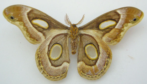 /filer/webapps/moths/media/images/M/mythimnia_Saturnia_STM_NHMUKb.jpg