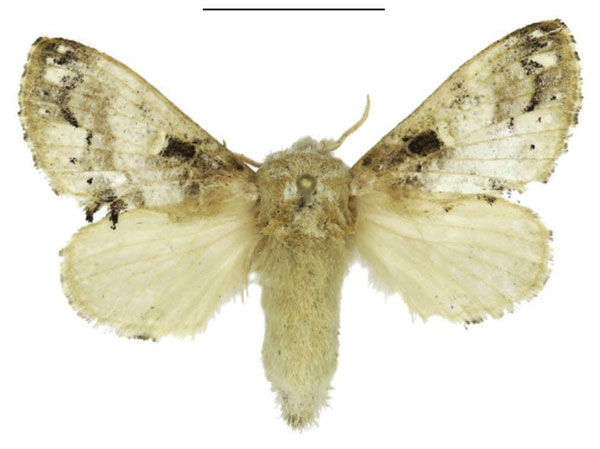 /filer/webapps/moths/media/images/M/myxa_Odontocheilopteryx_AF_ANHRT.jpg
