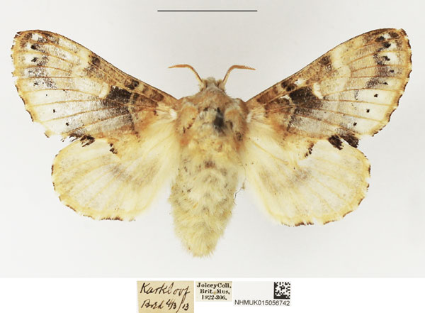 /filer/webapps/moths/media/images/M/myxa_Odontocheilopteryx_AF_NHMUK.jpg
