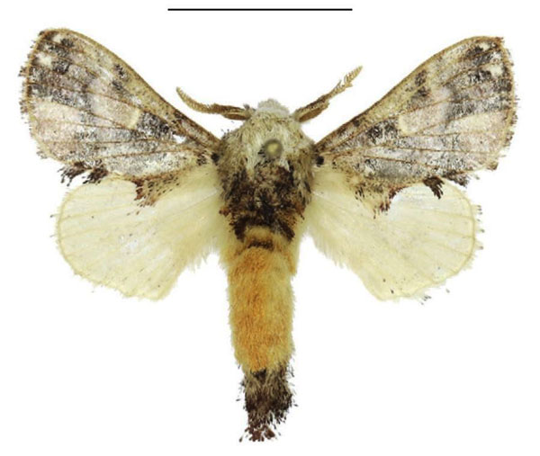 /filer/webapps/moths/media/images/M/myxa_Odontocheilopteryx_AM_ANHRT.jpg