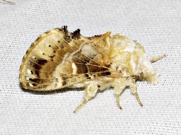 /filer/webapps/moths/media/images/M/myxa_Odontocheilopteryx_A_Braun.jpg