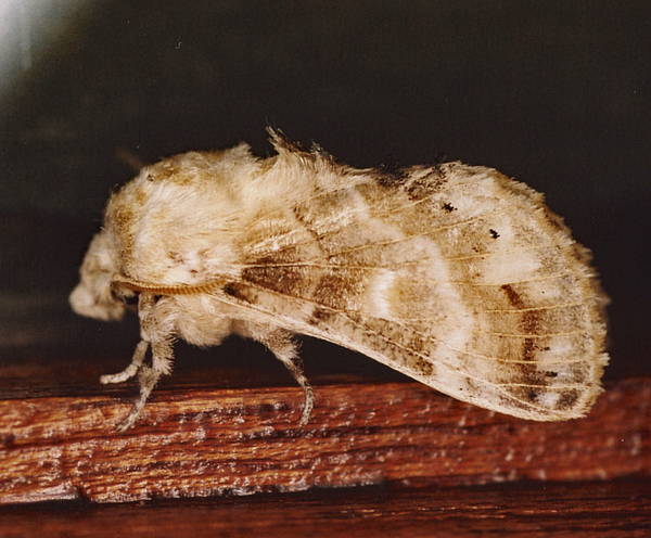 /filer/webapps/moths/media/images/M/myxa_Odontocheilopteryx_A_Roland_01_0zFGbad.jpg