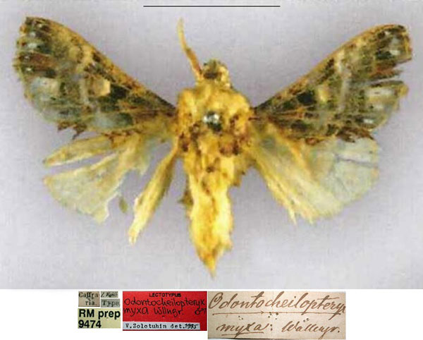 /filer/webapps/moths/media/images/M/myxa_Odontocheilopteryx_LT_SNHM.jpg