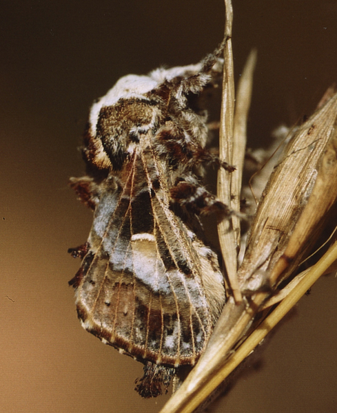 /filer/webapps/moths/media/images/M/myxa_Odontocheilopteryx_M_Roland_02.jpg